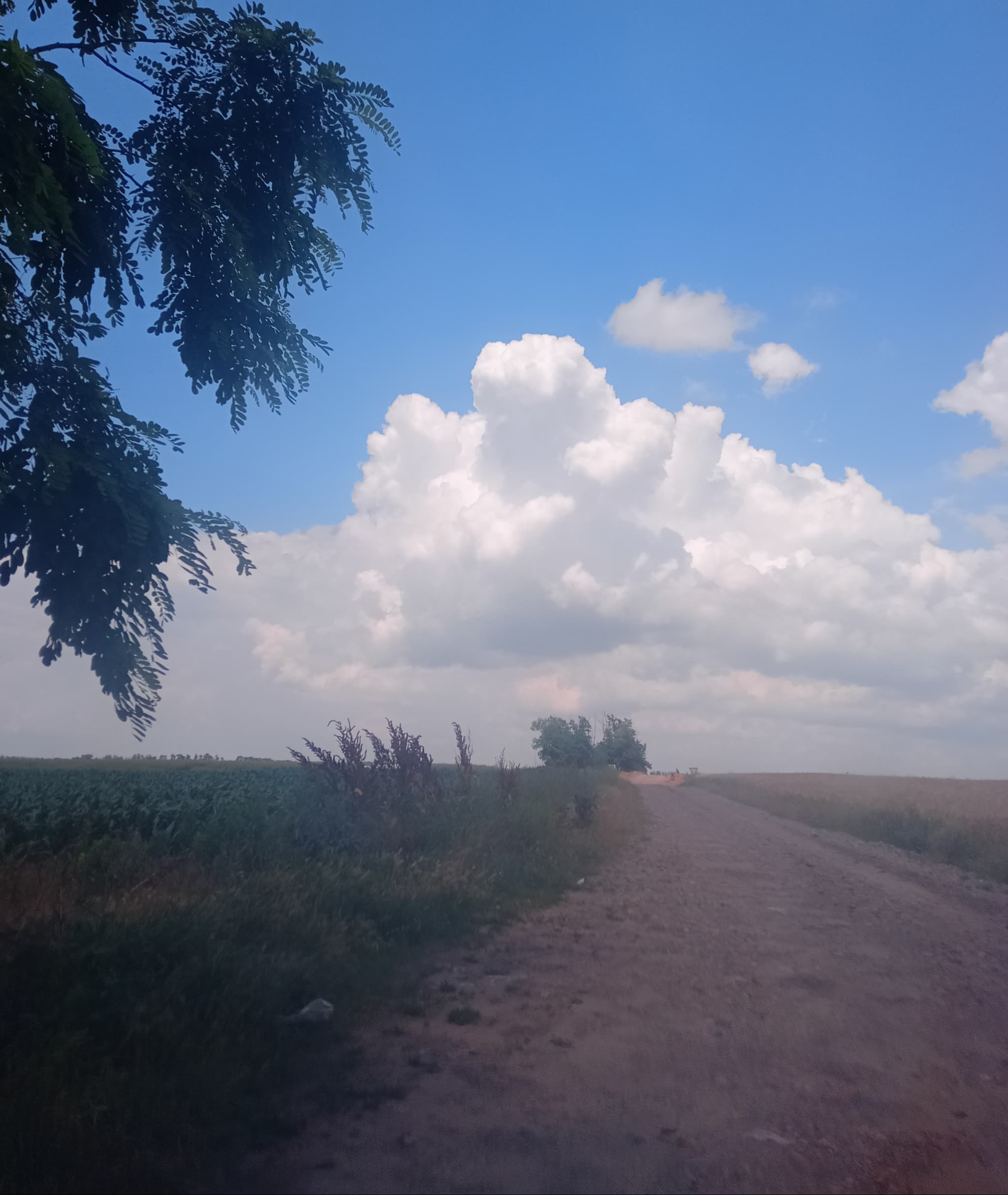 Травник