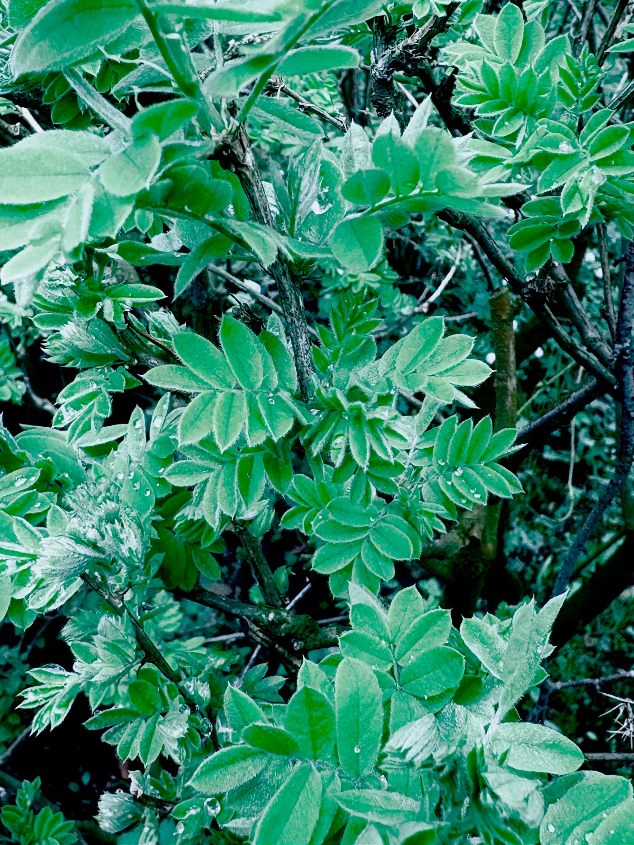 Profile banner
