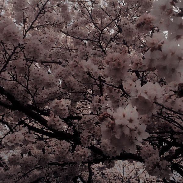 Profile banner