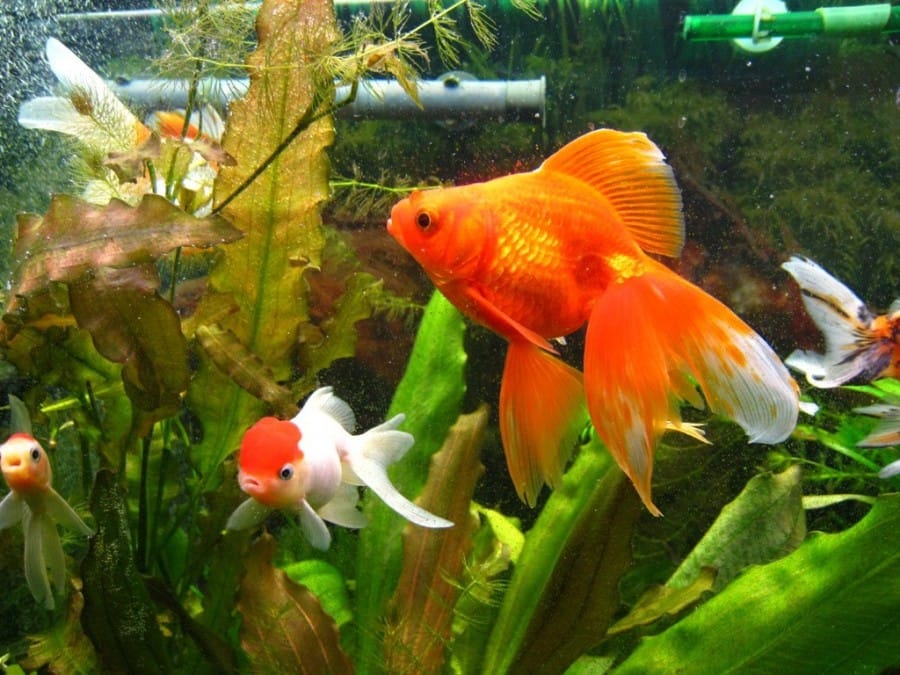 Fish_Girl