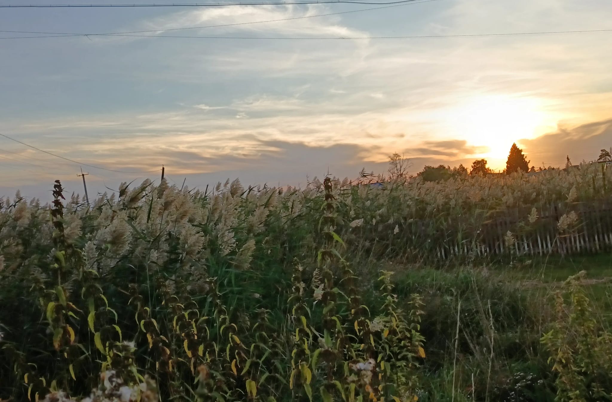 Profile banner