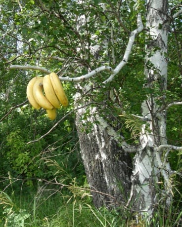 Solnehcniygvozd7