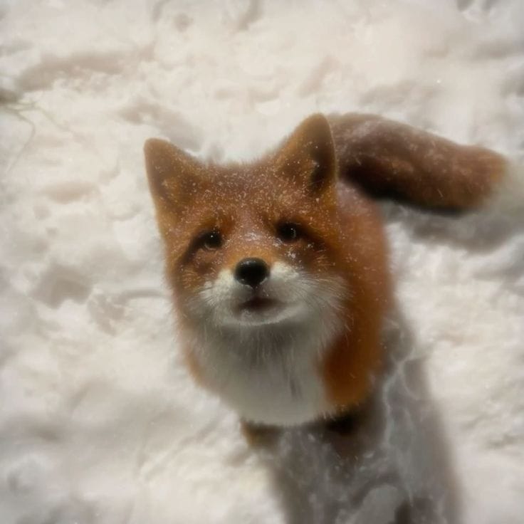 _Agent_Fox_