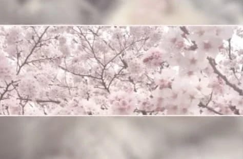 Profile banner