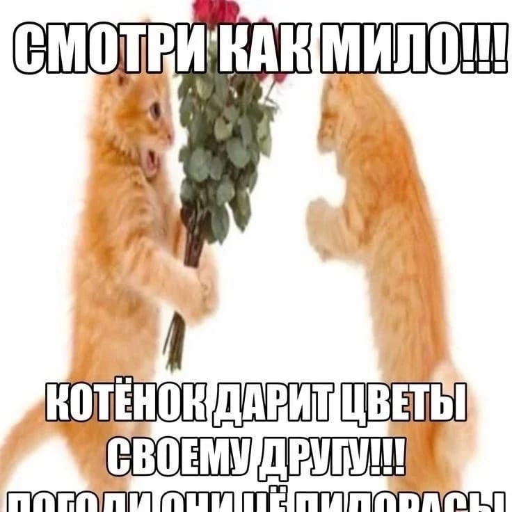 SemeSha