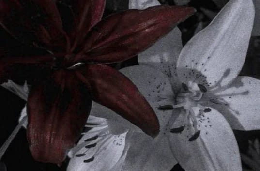 Profile banner