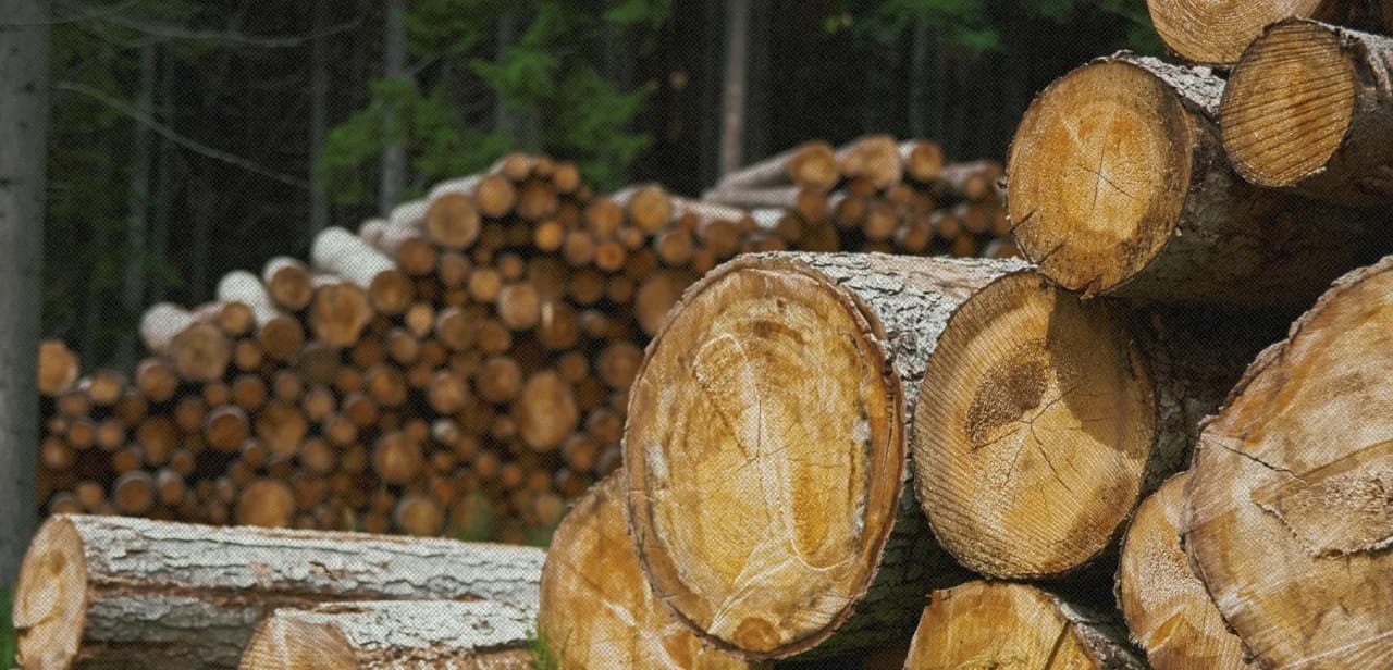 Фото © Nicola Pavan / Unsplash. Источник: https://unsplash.com/photos/pile-of-log-LkFNUzrpDVw
