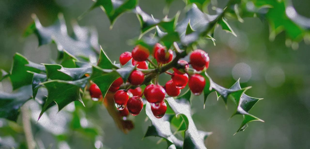 Фото © Alistair MacRobert / Unsplash. Источник: https://unsplash.com/photos/red-round-fruits-on-green-leaves-vjdu7KWzKM0