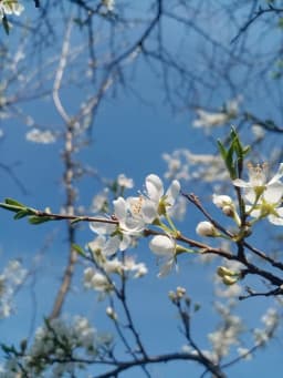 Обложка фанфика Фея Весны